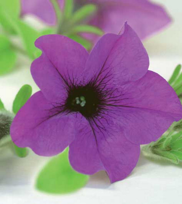 Петуния Сурфиния Блю Топаз